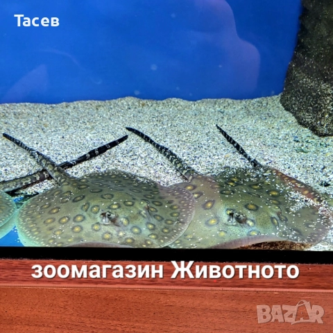 Скат моторо 9-10см диск