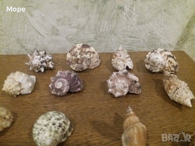 Лот Раковина Рапани , снимка 4 - Морски сувенири - 37771617