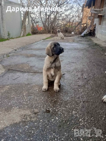 Турски Кангал , снимка 5 - Кангал - 52839191