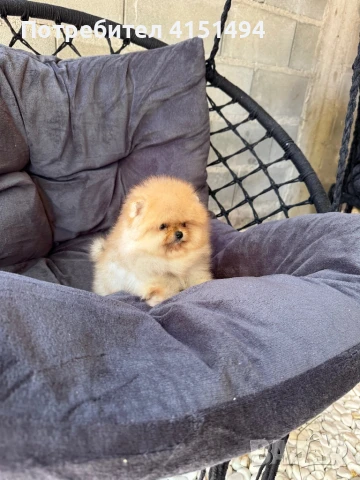 Мини момченце, снимка 1