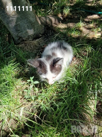 Подарявам малки котки, снимка 3 - Други - 51306062