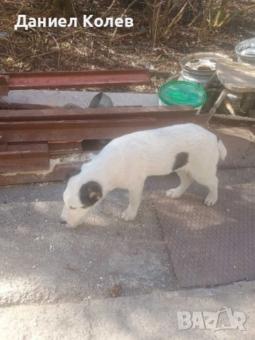 Продавам женски алабай, снимка 13 - Алабай - 54001463