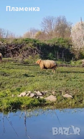 Продавам овен, снимка 4 - Овце - 54179646