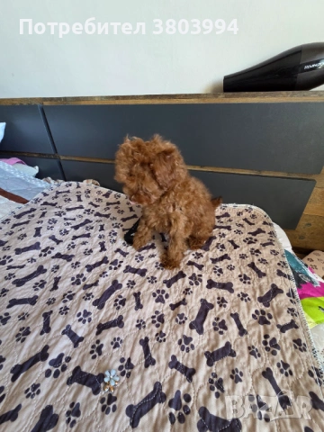 Уникални Той пудел момичета. , снимка 11 - Пудели - 54131488