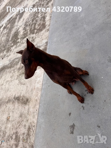 Доберман-женски, снимка 2 - Доберман - 52342201