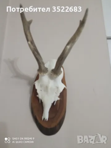 Рога от сръндак , снимка 5 - Декорация за дома - 48891174