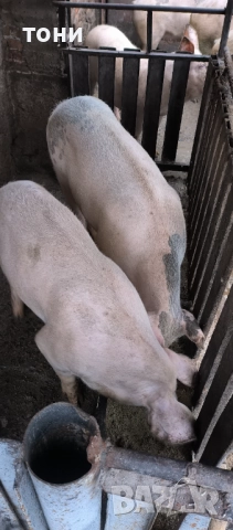 Прасета, снимка 2 - За селскостопански - 52668801