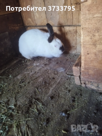 Калифорнийка