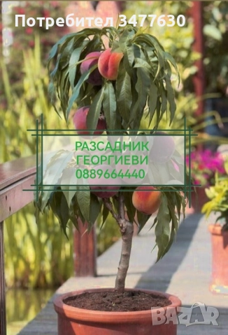 МИНИ (КОЛОННИ) ОВОЩНИ ДРЪВЧЕТА, снимка 9 - Градински цветя и растения - 47081860