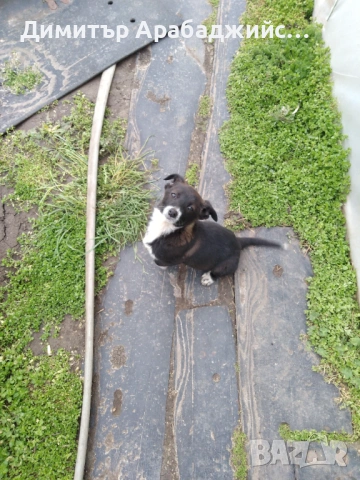 Подарявам малки кученца!, снимка 6 - Други - 53638524