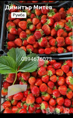 Разсат ягоди , снимка 12 - Разсади - 51749933