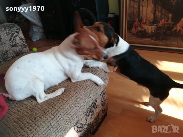 джакове в игра 1202211629, снимка 2 - Джак ръсел териер - 31788922