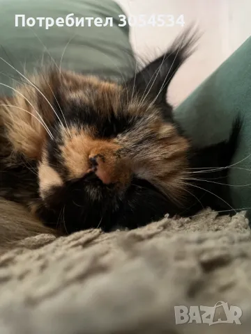 Чистокръвно женско котенце мейн куун търси партньор, снимка 3 - Мейн кун - 49685496