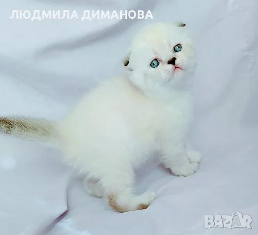 Шотландски със сини очи. , снимка 10 - Британска късокосместа - 56243737