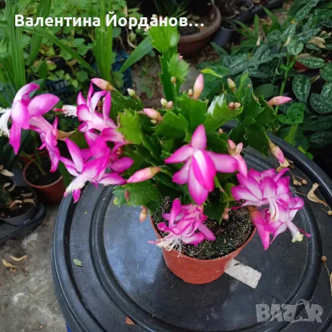 коледниче два цвята стайно цвете , снимка 2 - Стайни растения - 56298496