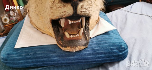 Глава на лъв трофей от 19век., снимка 10 - Антикварни и старинни предмети - 29194108