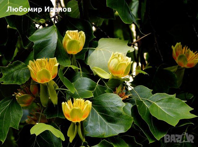 Семена от широколистни видове - Дъб Скоруша Бук Габър Еводия Албиция Пекан Лимон Глог Рожков, снимка 5 - Сортови семена и луковици - 27354748