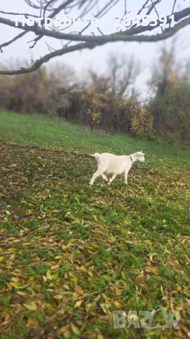 Женско яре 35 кг