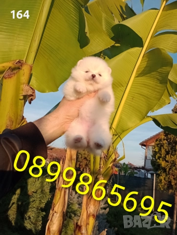 Бели Померани. Реални снимки от днес !!!, снимка 3 - Померан - 52719427