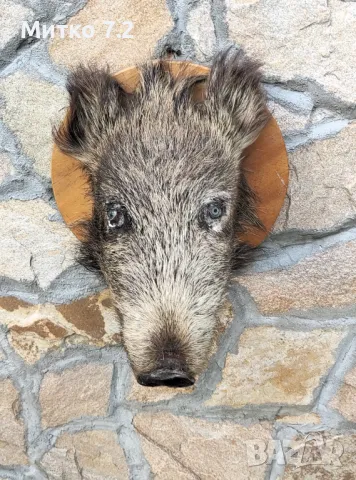  Ловен трофей, снимка 4 - Други - 47304699