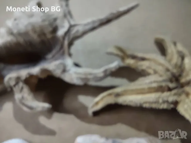 Океански дарове, снимка 2 - Други ценни предмети - 48922594