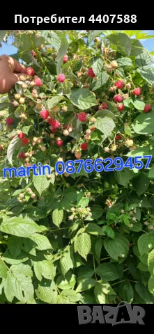 Расзад ягоди и малини , снимка 13 - Разсади - 49392303
