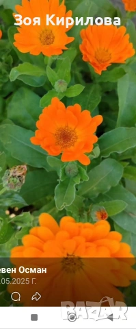 Разсад невен 