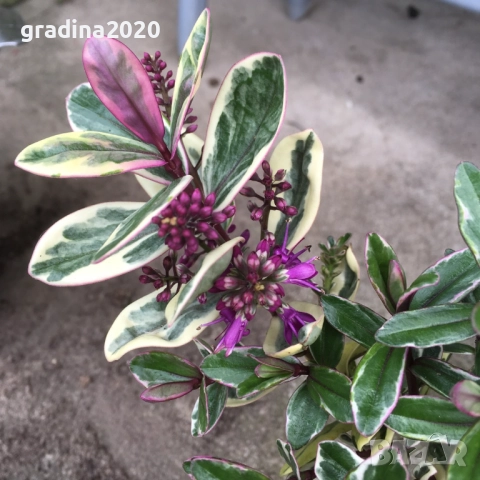 Хебе Триколор, снимка 3 - Разсади - 51618289