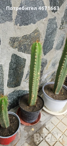 Trichocereus Peruvianus / San Pedro / Кактус, снимка 2 - Градински цветя и растения - 54205725