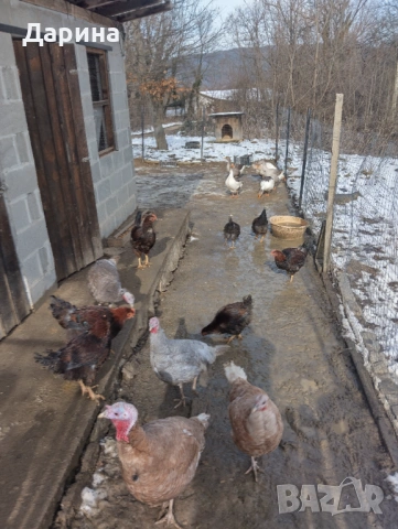 Гъски и пуйки, снимка 5 - Кокошки и пуйки - 53354727