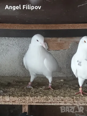 пазарджишки високолетци , снимка 10 - Гълъби - 46485896