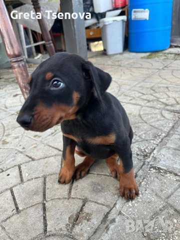 Продавам доберманчета