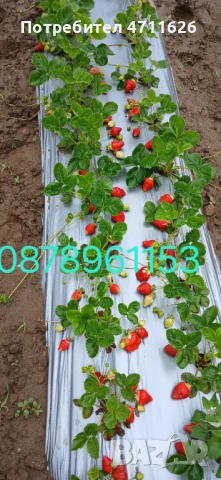 Разсад ягоди и малини , снимка 7 - Разсади - 53133393