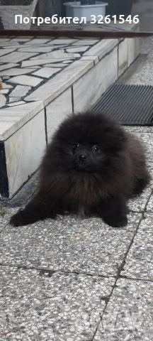 Продавам мъжки померан 