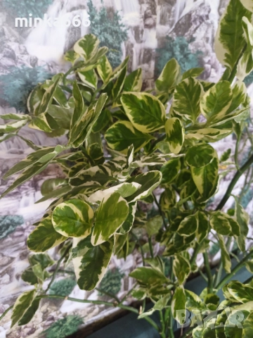 Голяма еуфобрия педилантус, снимка 4 - Стайни растения - 52545831
