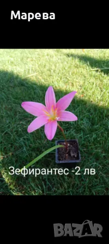 Цветя микс,външни основно и някои вътрешни. Цени на снимки , снимка 15 - Други - 47358248