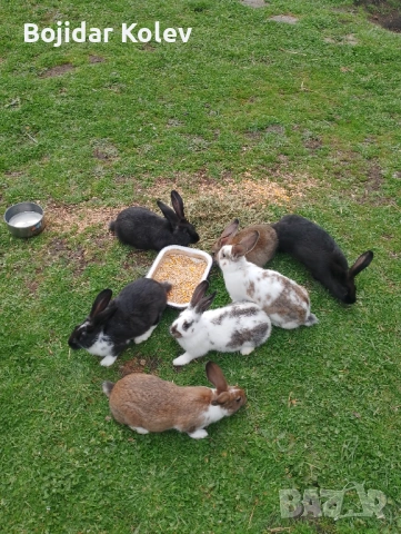 Продавам млади зайци