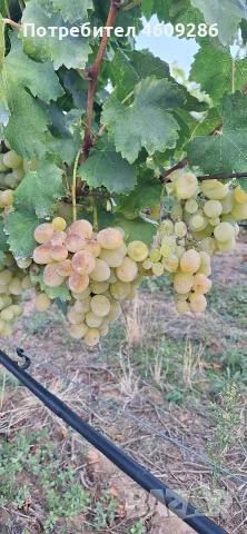 Продавам десертно грозде за ракия , снимка 9 - Домашни напитки - 56196232