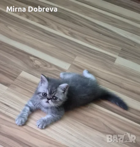 Персийчета момче момиче, снимка 5 - Персийска - 55774759