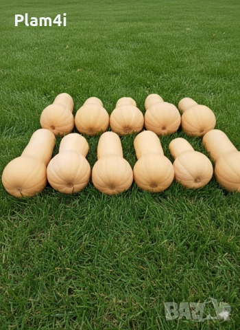 Българки тикви (тиква), снимка 3 - Други - 51945282