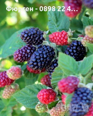 Розово цъфтяща сладка къпина (Лох мери), снимка 6 - Разсади - 38995508