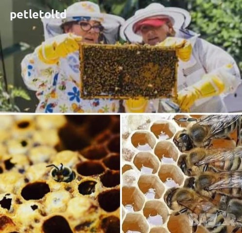 Пчеларски магазин Петлето гр. Свищов, снимка 5 - За пчели - 42271413