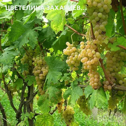 ГРОЗДЕ- ГЪМЗА И МУСКАТ ОТОНЕЛ