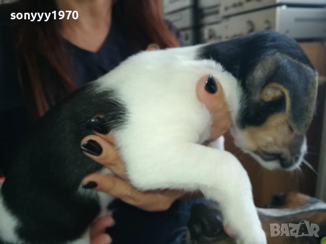 МЪЖКАР-ДЖАК РЪСЕЛ-ПОСЛЕДНА БРОЙКА!!! 2909251715, снимка 15 - Джак ръсел териер - 51880586