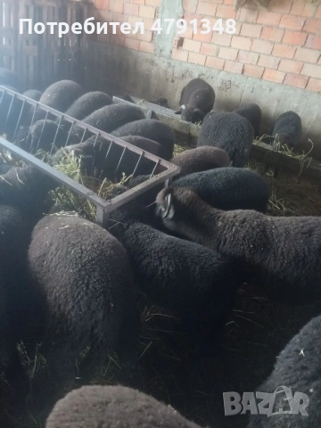 Агнета за клане цената е за кг живо тегло, снимка 3 - Овце - 54137403