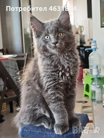 Котенца от породата Мейн-Кун, снимка 2 - Мейн кун - 55845427