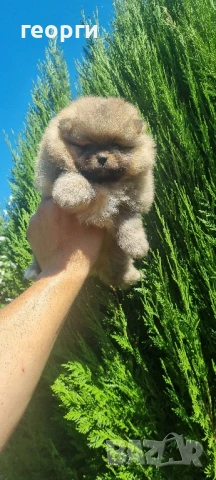 померанче, снимка 2 - Померан - 51188810