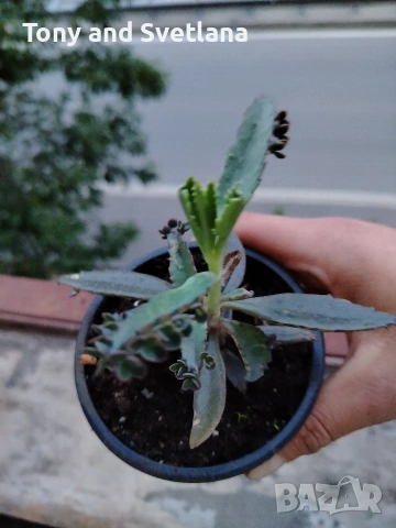 Каланхое Дегремонтиана , снимка 6 - Стайни растения - 52298926