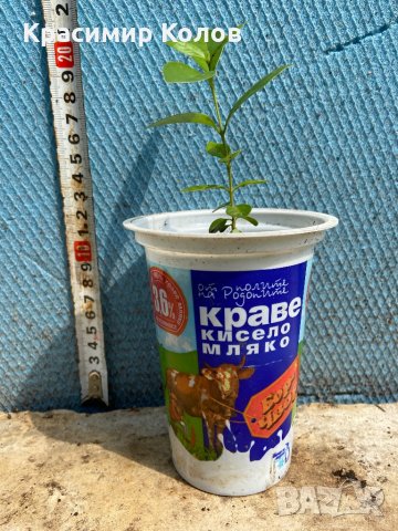 Ягодова гуава,Strawberry Guava, растения и семена, снимка 12 - Градински цветя и растения - 27183051