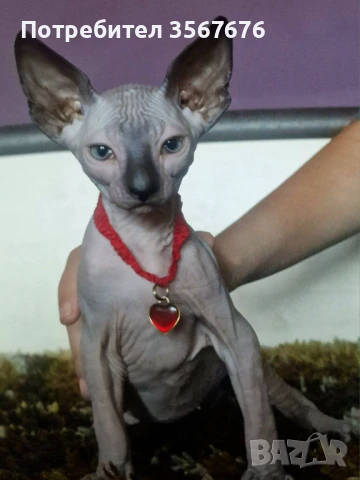 Канадски сфинкс , снимка 1